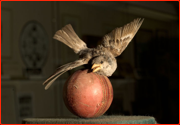 Jehangir Khan's sparrow killing ball in the MCC Museum.