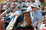 A canine crowd-member during the match v Yorkshire